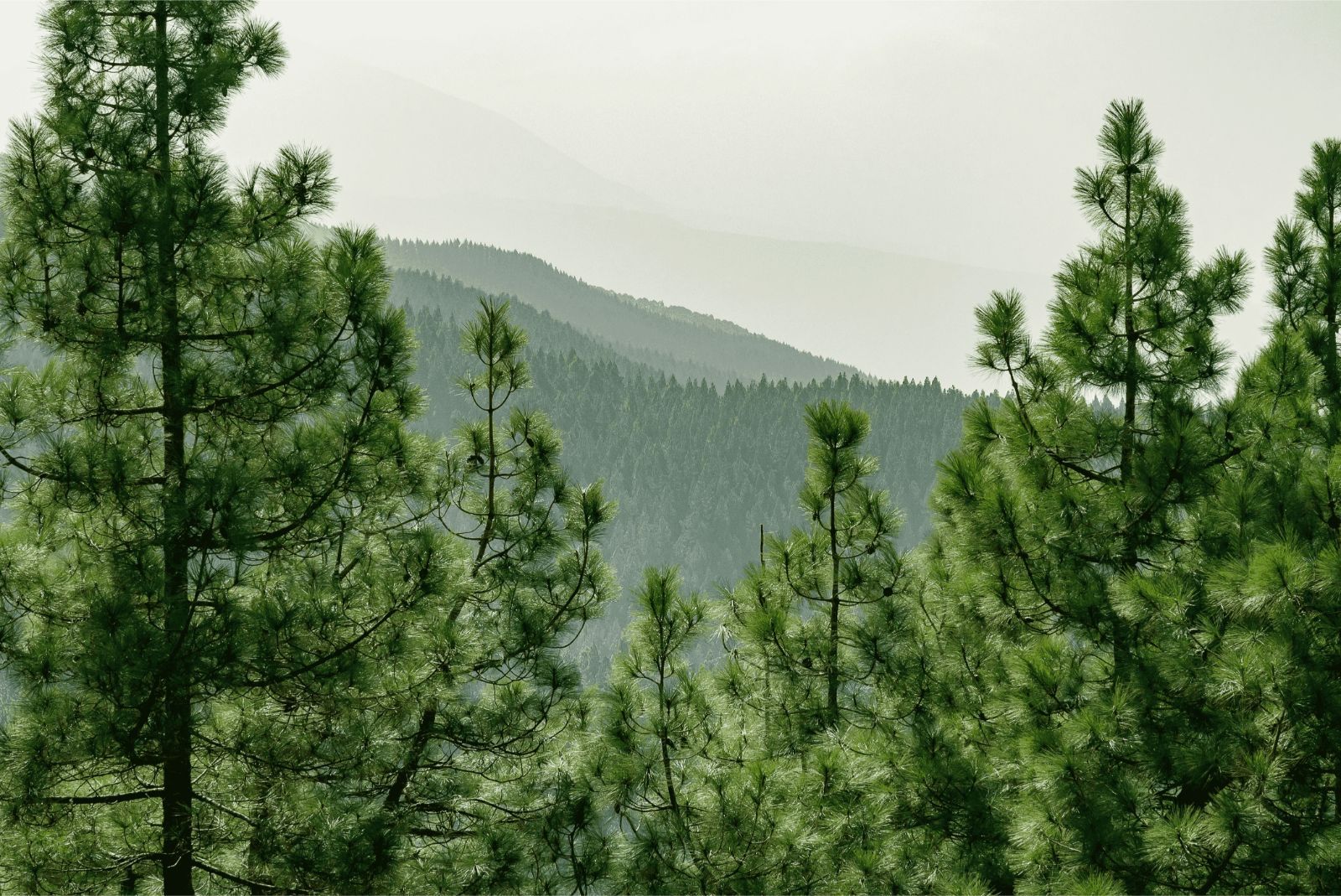 Other projects of conservation · Bosque SLEEP'N Atocha